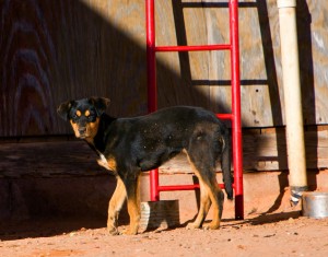 Some Rez Dogs are kept as pets but still have to forage to supplement their diet. They often gather into packs and survival requires maintaining a dominant position to claim a share of whatever nutrition is available. The injury to this female’s left front paw made movement difficult and limited her ability to compete.